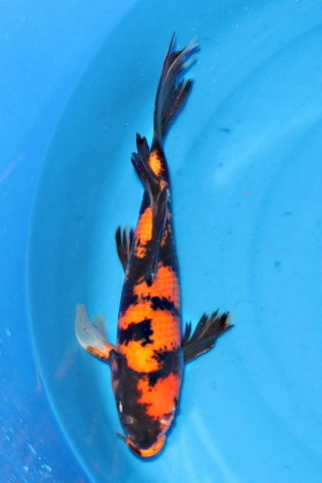 kat-Butterfly Hi Utsuri